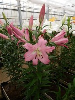 [3450 Missoni No01.JPG]